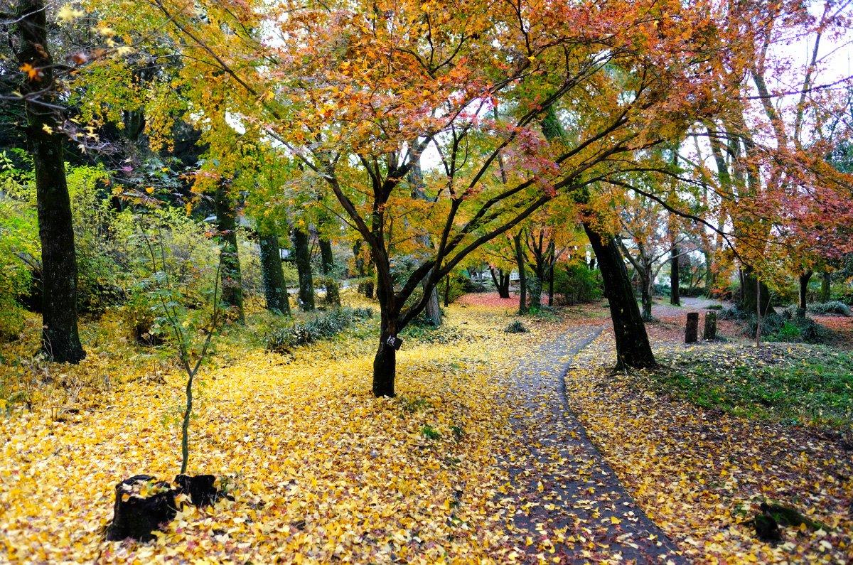 🍇 거봉 와이너리(쿄호 와이나리) 이미지 6